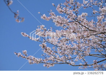桜(ソメイヨシノ)Cherry Blossom 桜(ソメイヨシノ)Cherry Blossom 138202778