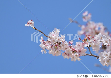 桜(ソメイヨシノ)Cherry Blossom 桜(ソメイヨシノ)Cherry Blossom 138202779