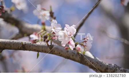 桜（ソメイヨシノ）Cherry Blossom 138202780