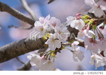 桜(ソメイヨシノ)Cherry Blossom 桜(ソメイヨシノ)Cherry Blossom 138202781