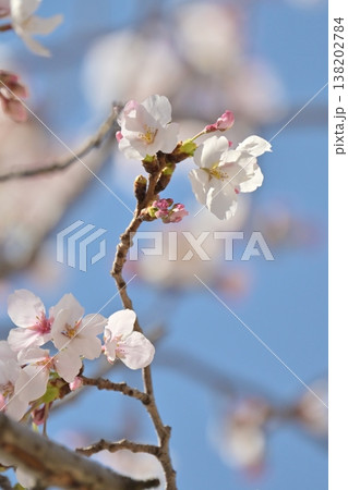 桜（ソメイヨシノ）Cherry Blossom 138202784