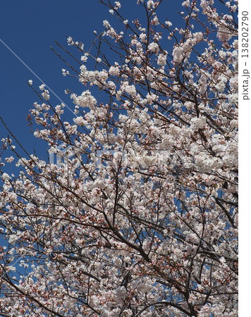 桜（ソメイヨシノ）Cherry Blossom 138202790