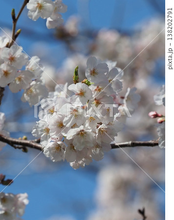 桜(ソメイヨシノ)Cherry Blossom 桜(ソメイヨシノ)Cherry Blossom 138202791