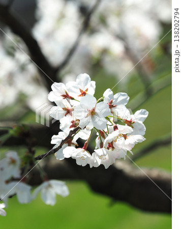 桜(ソメイヨシノ)Cherry Blossom 桜(ソメイヨシノ)Cherry Blossom 138202794