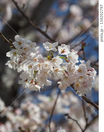 桜(ソメイヨシノ)Cherry Blossom 桜(ソメイヨシノ)Cherry Blossom 138202797