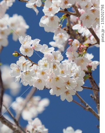 桜(ソメイヨシノ)Cherry Blossom 桜(ソメイヨシノ)Cherry Blossom 138202798