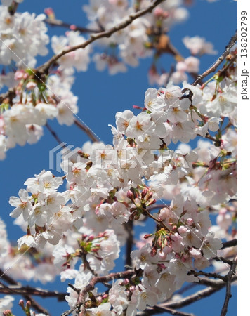 桜(ソメイヨシノ)Cherry Blossom 桜(ソメイヨシノ)Cherry Blossom 138202799