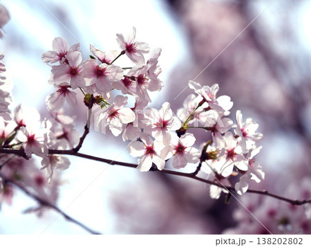 桜（ソメイヨシノ）Cherry Blossom 138202802
