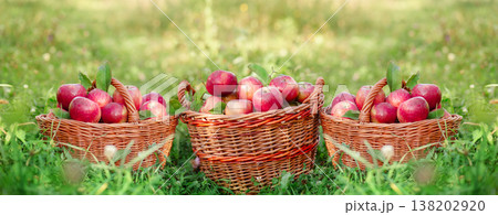 Three wicker baskets filled with ripe red apples green grass in orchard during sunny autumn harvest Three wicker baskets filled with ripe red apples green grass in orchard during sunny autumn harvest 138202920
