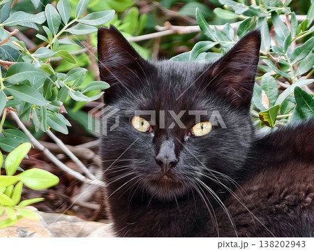 Feline alert snapshot, Cunning wild feline with keen eyesight observed amidst rich green environment 138202943