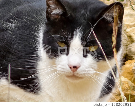 Detailed image of black and white feline scrutinizing its surroundings with alertness and natural highlights Detailed image of black and white feline scrutinizing its surroundings with alertness and natural highlights 138202951