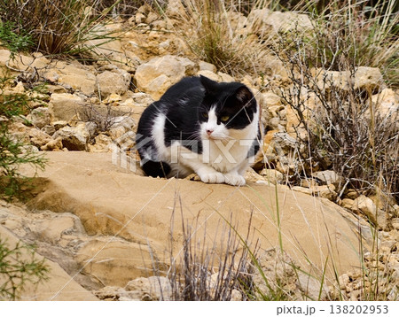 Serene cat watches landscape carefully, Stoic monochrome feline resting amidst rocky surroundings Serene cat watches landscape carefully, Stoic monochrome feline resting amidst rocky surroundings 138202953