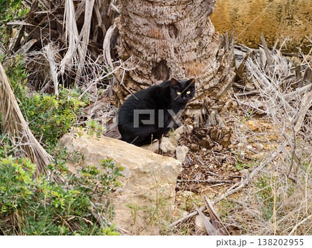 Quiet cat amidst dry shrubs, Concealed black feline alert among sparse vegetation and rocks 138202955