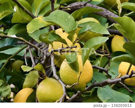 Lush pomelo bunches cling to tree branches, Fruitladen branches droop under weight of citrus clusters 138203013