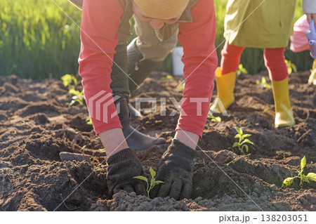 A woman plants pepper seedlings in the soil. Planting and growing crops on a farm A woman plants pepper seedlings in the soil. Planting and growing crops on a farm 138203051