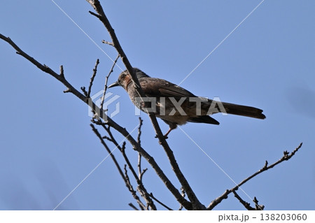ヒヨドリ（Bulbul） 138203060