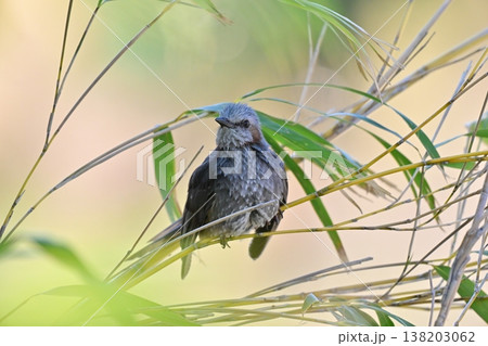 ヒヨドリ(Bulbul) ヒヨドリ(Bulbul) 138203062