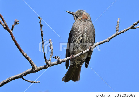 ヒヨドリ（Bulbul） 138203068