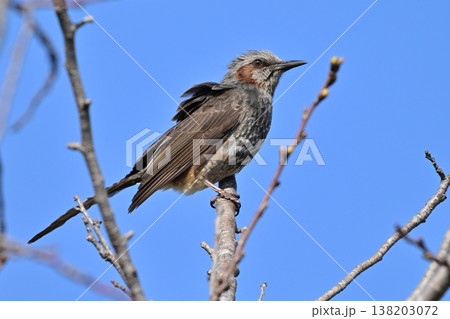 ヒヨドリ(Bulbul) ヒヨドリ(Bulbul) 138203072
