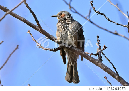 ヒヨドリ（Bulbul） 138203073