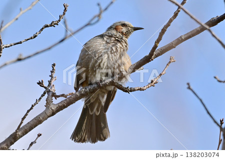 ヒヨドリ（Bulbul） 138203074