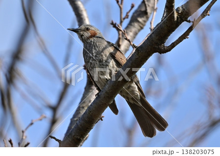 ヒヨドリ（Bulbul） 138203075