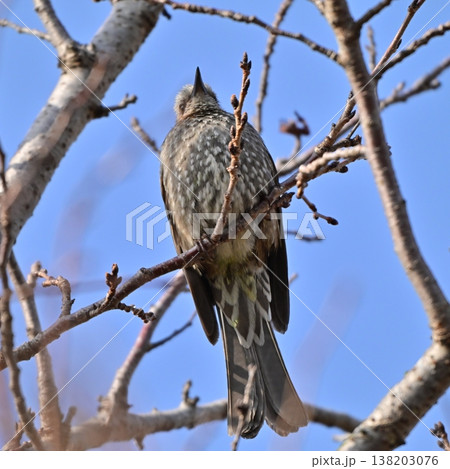 ヒヨドリ(Bulbul) ヒヨドリ(Bulbul) 138203076