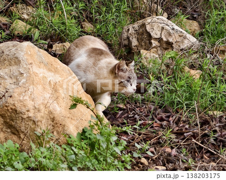 Cat examines soil amid nature, Urban outdoor setting with cat investigating soil and foliage at dusk Cat examines soil amid nature, Urban outdoor setting with cat investigating soil and foliage at dusk 138203175