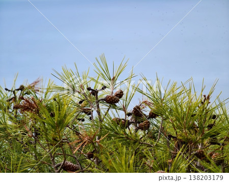 Serene natural scene, Calm seaside botanical snapshot, Peaceful coastal plant with cones and needles Serene natural scene, Calm seaside botanical snapshot, Peaceful coastal plant with cones and needles 138203179