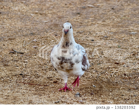Bird crosses plain, White and brown dove walks steadily across empty earthy soil with isolated background 138203392
