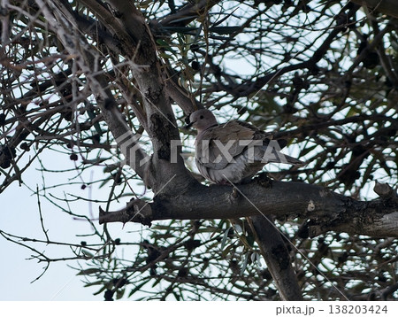 Peaceful outdoor setting with tiny birds sheltered on branches amid shadows and textured bark 138203424