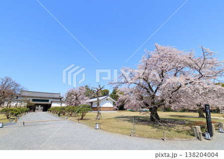 京都二条城の北大手門と桜(標本木) 138204004