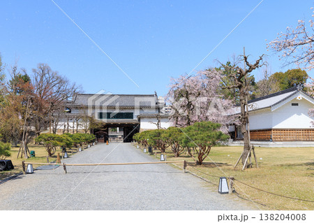京都二条城の北大手門と桜 京都二条城の北大手門と桜 138204008