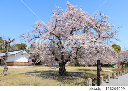 京都二条城の桜(標本木) 京都二条城の桜(標本木) 138204009