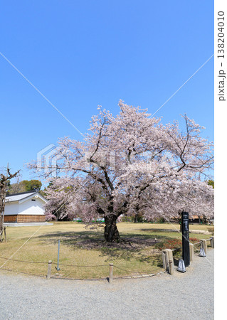 京都二条城の桜(標本木) 138204010