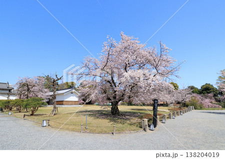 京都二条城の桜(標本木) 京都二条城の桜(標本木) 138204019