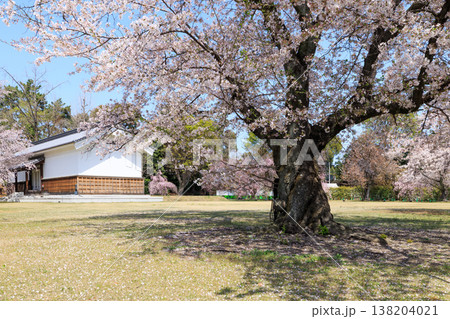 京都二条城の桜(標本木) 京都二条城の桜(標本木) 138204021