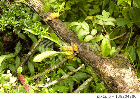 ヒマラヤの森に自生する着生ラン 138204280