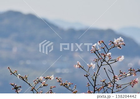 山の頂上付近に咲き始めた桜 山の頂上付近に咲き始めた桜 138204442