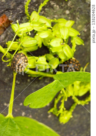 アンナプルナの森林に自生するヤマノイモ科植物のむかご アンナプルナの森林に自生するヤマノイモ科植物のむかご 138204628