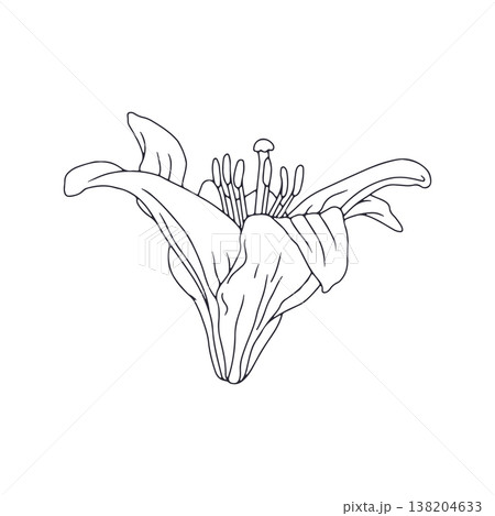 Hand drawn black line art lily bloom. Monochrome birth month May flower. Botanical vector illustration Hand drawn black line art lily bloom. Monochrome birth month May flower. Botanical vector illustration 138204633