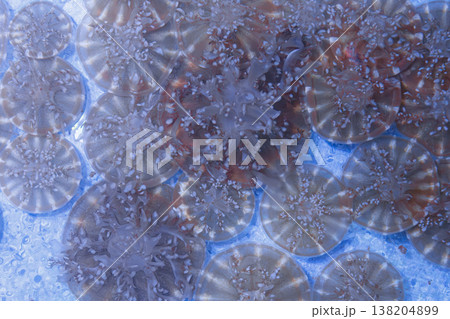 underwater photos of jellyfish Cassiopea andromeda, Upside down underwater photos of jellyfish Cassiopea andromeda, Upside down 138204899