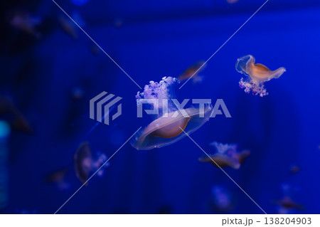 underwater photos of Mediterranean jellyfish, Cotylorhiza tuberculata underwater photos of Mediterranean jellyfish, Cotylorhiza tuberculata 138204903