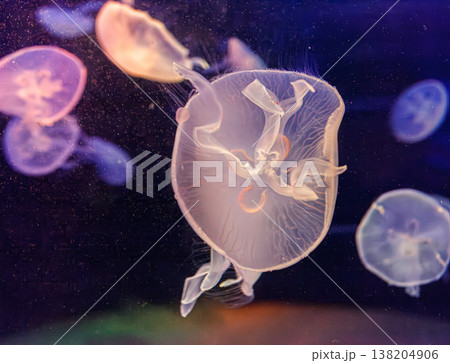underwater photos of jellyfish aurelia aurita underwater photos of jellyfish aurelia aurita 138204906