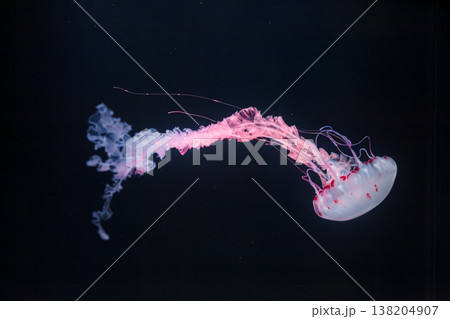 underwater photos of purple striped jelly chrysaora colorata underwater photos of purple striped jelly chrysaora colorata 138204907