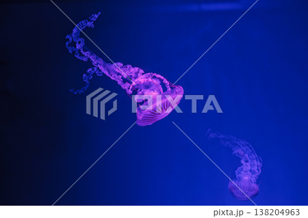underwater shooting of beautiful Chrysaora hysoscella 138204963