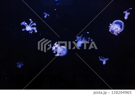 underwater shot of a beautiful Australian Spotted Jellyfish underwater shot of a beautiful Australian Spotted Jellyfish 138204965
