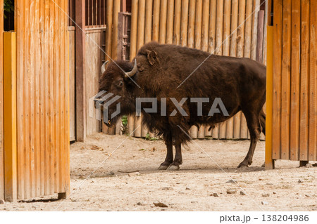 Young beautiful bison 138204986