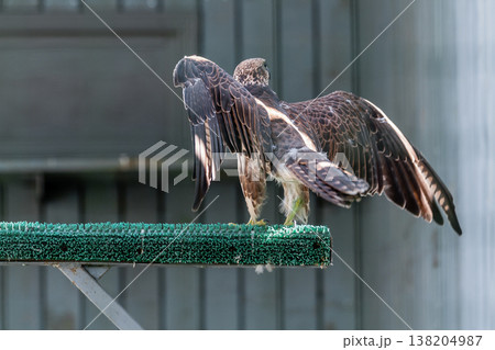 Beautiful falcon 138204987