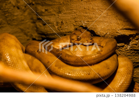 Snake rolled into a ball Snake rolled into a ball 138204988